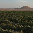 The Negev wine region.