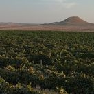 The Negev wine region.