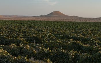 The Negev wine region.