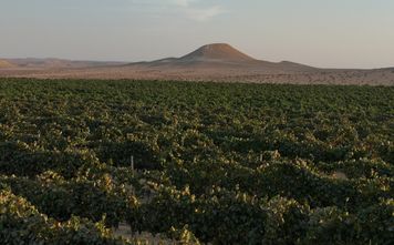 The Negev wine region.