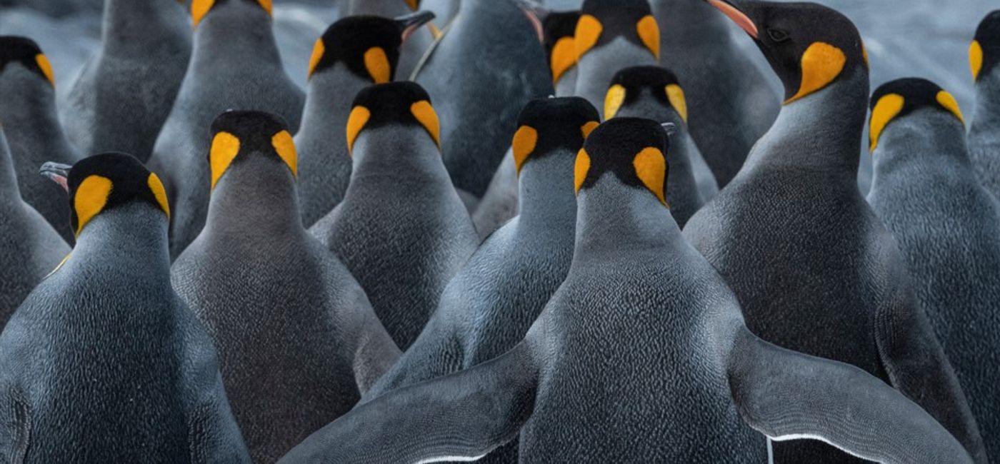 Image: (Courtesy of HX) (Photo Credit: South Georgia_HX Expeditions)