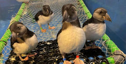 The new grant funding will fund a bird rescue quarantine area at SEA LIFE TRUST sanctuary in Iceland.