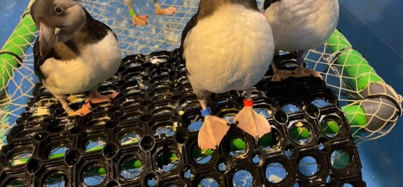 Image: The new grant funding will fund a bird rescue quarantine area at SEA LIFE TRUST sanctuary in Iceland. (Photo Credit: HX Expeditions)