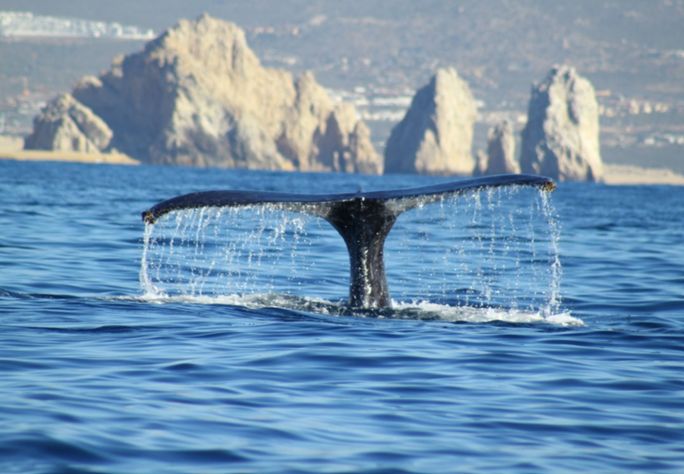 Los Cabos Whale Tail Los Cabos Whale Tail