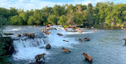 Brown Bears at Brooks Falls in Katmai National Park, Alaska