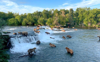 Brown Bears at Brooks Falls in Katmai National Park, Alaska