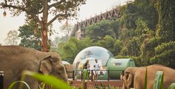 At Anantara Golden Triangle Elephant Camp & Resort, clients can enjoy prime views of the gentle giants with a one-night stay in a Jungle Bubble.