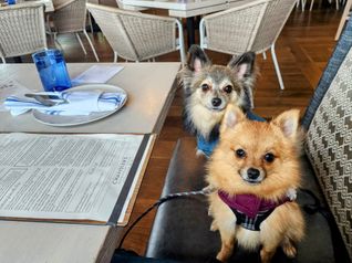 Dogs, canines, pets, menus, Chandler's, Cape Rey Carlsbad Beach, dog-friendly, pet-friendly