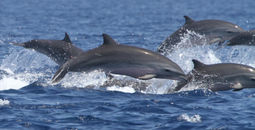 In Puerto Vallarta, tourists can swim with dolphins in their natural habitat