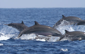In Puerto Vallarta, tourists can swim with dolphins in their natural habitat