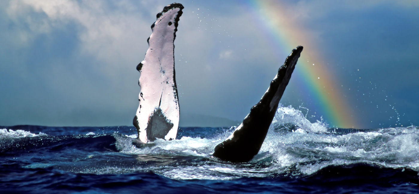 Image: The partnership will expand the Pacific Whale Foundation's Keiki Whale Watch program. (Source: Joe West/Hawaii Tourism Authority)