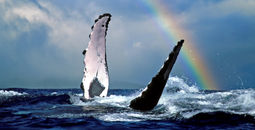 NCLH Joins Forces With Pacific Whale Foundation