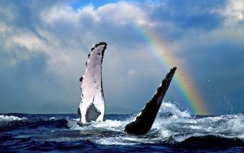 NCLH Joins Forces With Pacific Whale Foundation