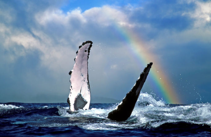 Whale Whale