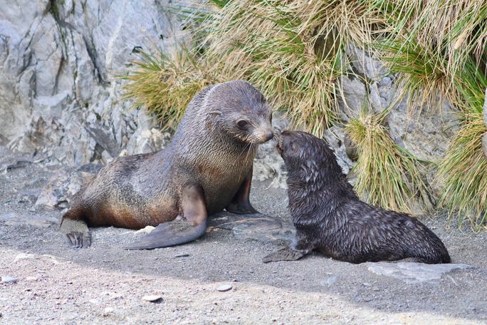 A pair of fur seal pups seen in Antarctica. A pair of fur seal pups seen in Antarctica.