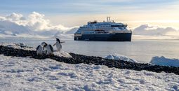 Penguins in Antarctica in front of the MS Roald Amundsen