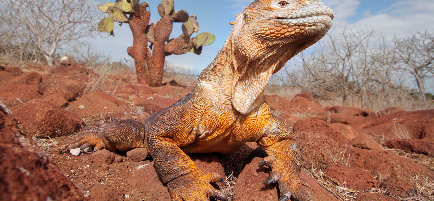 Image: The Galapagos is home to many endemic animal and plant species, like the Marine Iguana. (Photo Credit: Ecuador Travel)