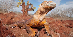 marine iguana, iguana, animals, galapagos, Ecuador Travel