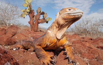 marine iguana, iguana, animals, galapagos, Ecuador Travel