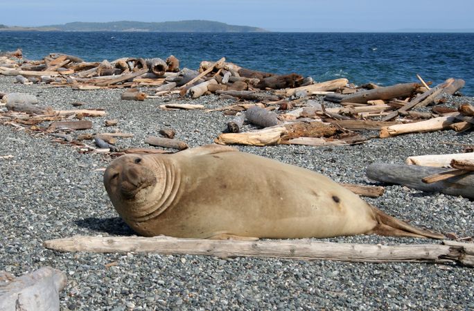 NPS, San juan island, san juan island national historical park