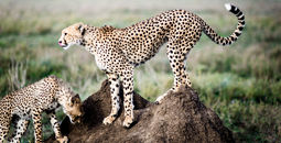 Kichakani Camp, Serengeti National Park, Tanzania