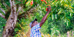 Sandals Resorts, Caribbean, Food, Fruit, Trees, Harvesting, Planting, Earth Day