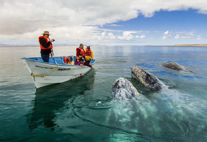 Gray whales in Guerrero Negro