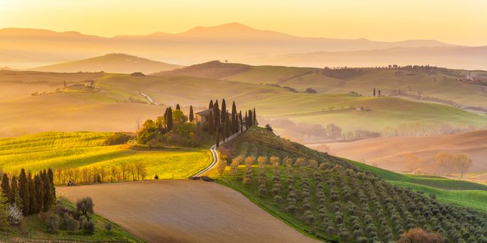 A Tuscan vineyard at sunrise A Tuscan vineyard at sunrise