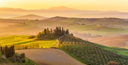 A Tuscan vineyard at sunrise