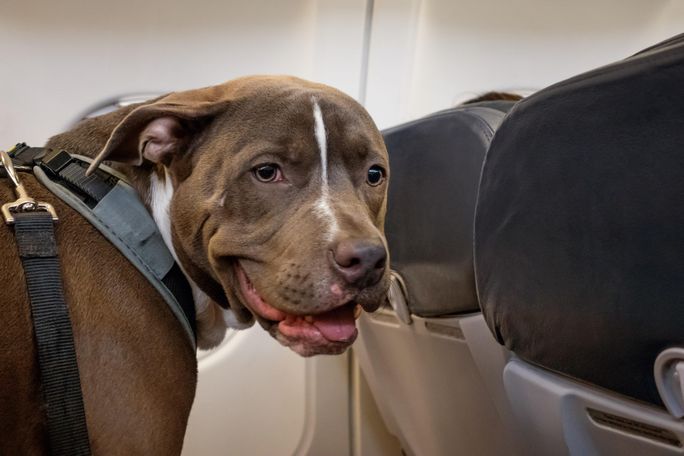 A service dog sitting on an airplane seat A service dog sitting on an airplane seat, emotional support animal, pit bull