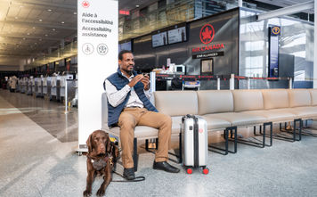 Cabin-Ready Canines
