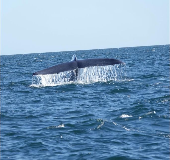 Blue whale fluke in Loreto Blue whale fluke in Loreto