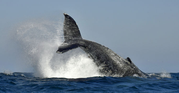 Ballena jorobada en Sudáfrica