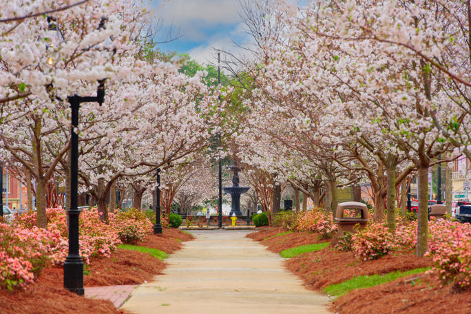 Cherry trees in bloom in downtown Macon, Georgia.