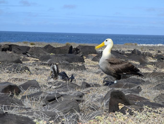 An adult waved albatross (right) and a molting juvenile (left) perch on the cliff tops of Espa?ola Island