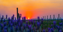 Vineyard of the Arcangels in Dolores Hidalgo, Guanajuato