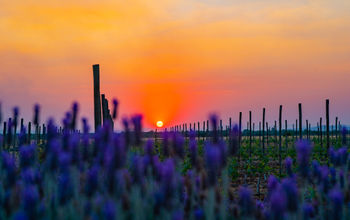 Vineyard of the Arcangels in Dolores Hidalgo, Guanajuato