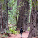Humboldt Redwoods State Park