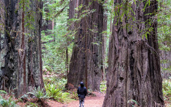 Humboldt Redwoods State Park