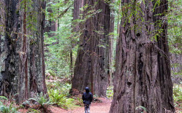 Humboldt Redwoods State Park