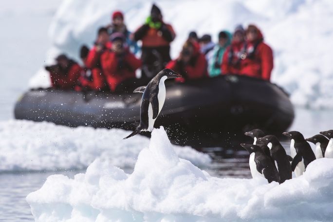 Silversea, Red Savannah, antarctica expeditions, adelie penguins