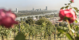 Vienna, vineyard, wine, austrian wine