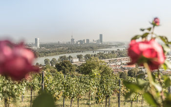 Vienna, vineyard, wine, austrian wine