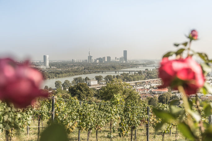 View of Vienna from a local vineyard Vienna, vineyard, wine, austrian wine
