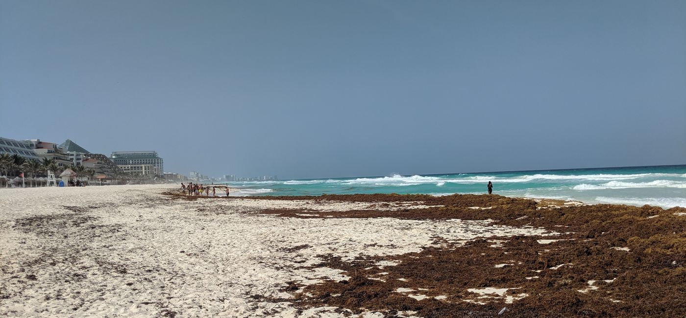 Image: Sargassum seaweed on the beach in Mexico. (photo by Eric Bowman)