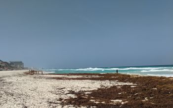 Sargassum in Mexico