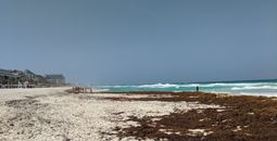Sargassum in Mexico