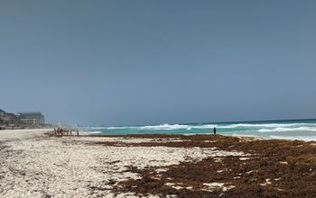 Sargassum in Mexico