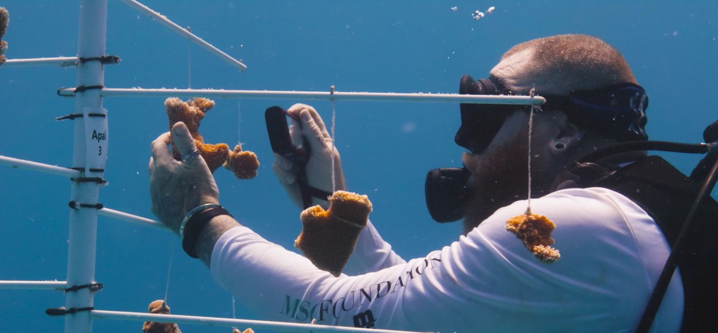 Image: Le centre devient la plaque tournante du programme Super Coral Reefs (Source: MSC Foundation)