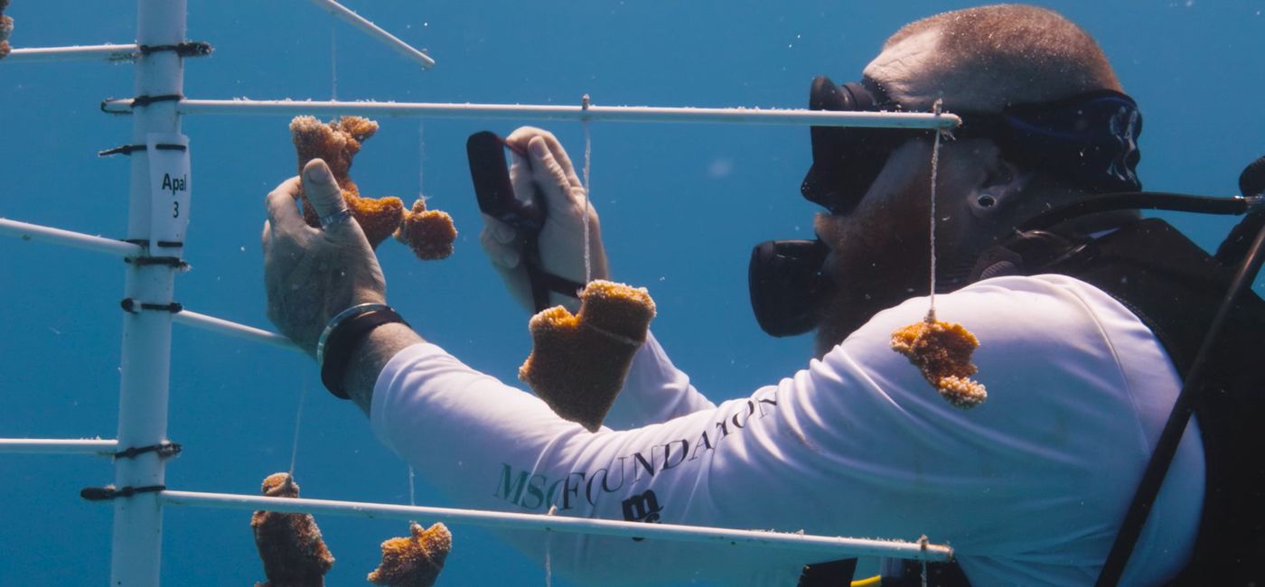 Image: The MSC Foundation also provided an update on its Super Coral Program (Photo Credit: MSC Foundation)